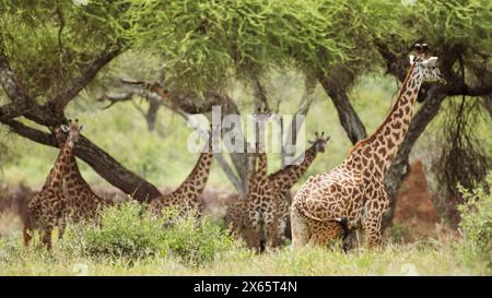 Ein Haufen Giraffen nimmt den Fotografen auf und nimmt einen br Stockfoto