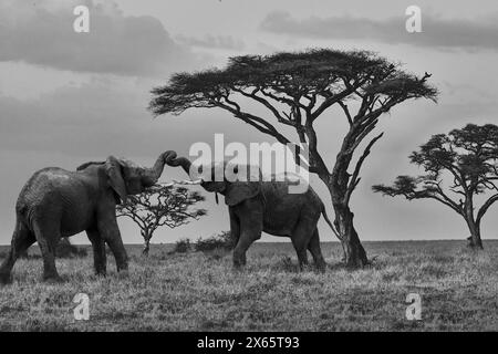 Junge Elefanten spielen in Schwarz-weiß vor Baobab tr Stockfoto