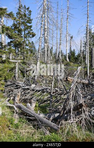 Hessen, Frankfurt, Deutschland. Schierke, Deutschland. Mai 2024. Deadwood liegt in der Region Brocken. Dürre und Rindenkäfer haben in der Vergangenheit ganze Waldgebiete im Nationalpark Harz getötet. Der Wald verjüngt sich allmählich und neue Bäume wachsen. Quelle: dpa Picture Alliance/Alamy Live News Stockfoto