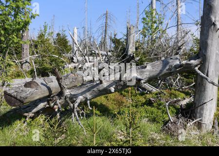 Hessen, Frankfurt, Deutschland. Schierke, Deutschland. Mai 2024. Deadwood liegt in der Region Brocken. Dürre und Rindenkäfer haben in der Vergangenheit ganze Waldgebiete im Nationalpark Harz getötet. Der Wald verjüngt sich allmählich und neue Bäume wachsen. Quelle: dpa Picture Alliance/Alamy Live News Stockfoto