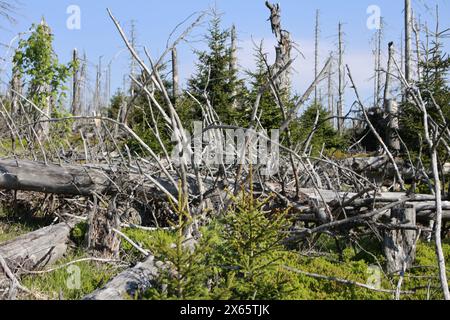 Hessen, Frankfurt, Deutschland. Schierke, Deutschland. Mai 2024. Deadwood liegt in der Region Brocken. Dürre und Rindenkäfer haben in der Vergangenheit ganze Waldgebiete im Nationalpark Harz getötet. Der Wald verjüngt sich allmählich und neue Bäume wachsen. Quelle: dpa Picture Alliance/Alamy Live News Stockfoto