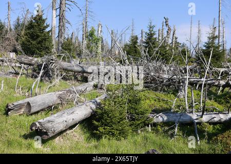 Hessen, Frankfurt, Deutschland. Schierke, Deutschland. Mai 2024. Deadwood liegt in der Region Brocken. Dürre und Rindenkäfer haben in der Vergangenheit ganze Waldgebiete im Nationalpark Harz getötet. Der Wald verjüngt sich allmählich und neue Bäume wachsen. Quelle: dpa Picture Alliance/Alamy Live News Stockfoto