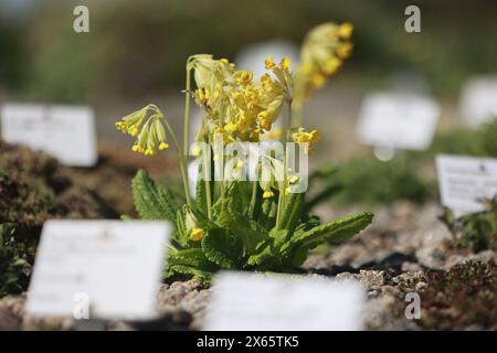 Hessen, Frankfurt, Deutschland. Schierke, Deutschland. Mai 2024. Im Brockengarten ist ein Kuhrutsch in voller Blüte. Ab heute werden auch täglich Führungen durch den einzigen Almgarten Sachsen-Anhalts angeboten. Der 1890 gegründete Brockengarten wurde nach dem Abzug des Militärs aus dem Brocken 1990 wieder aufgebaut. Heute leben hier 1500 Alpenpflanzen aus aller Welt. Quelle: dpa Picture Alliance/Alamy Live News Stockfoto