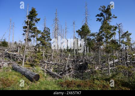 Hessen, Frankfurt, Deutschland. Schierke, Deutschland. Mai 2024. Deadwood liegt in der Region Brocken. Dürre und Rindenkäfer haben in der Vergangenheit ganze Waldgebiete im Nationalpark Harz getötet. Der Wald verjüngt sich allmählich und neue Bäume wachsen. Quelle: dpa Picture Alliance/Alamy Live News Stockfoto