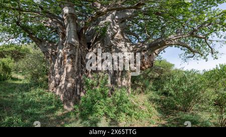 Ein großer Baum im Dschungel von Tansania. Stockfoto