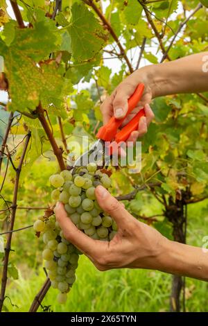 Arbeiter schneiden während der Weinerntezeit weiße Trauben von Reben Stockfoto