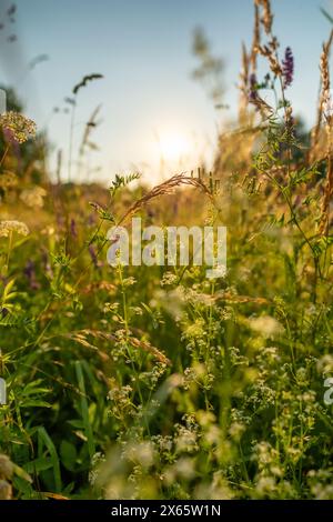 Wunderschöne Almwiesen mit bunten Wildblumen Stockfoto