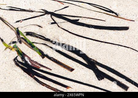 Detaillierter Hintergrund mit Muscheln und Seegrasgras am Strand, der ein Wabi Sabi-Gefühl der Bildkomposition im japanischen Stil vermittelt Stockfoto