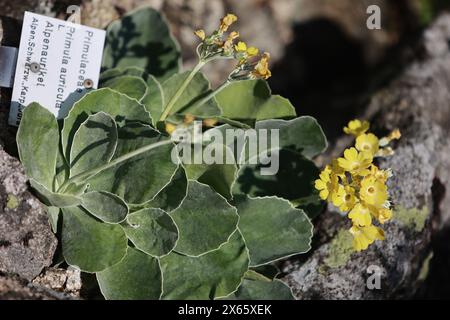 Hessen, Frankfurt, Deutschland. Schierke, Deutschland. Mai 2024. Im Brockengarten blüht ein Alpenaurikel in voller Blüte. Ab heute bietet der einzige Alpengarten in Sachsen-Anhalt wieder täglich Führungen an. Der 1890 gegründete Brockengarten wurde nach dem Abzug des Militärs aus dem Brocken 1990 wieder aufgebaut. Heute leben hier 1500 Alpenpflanzen aus aller Welt. Quelle: dpa Picture Alliance/Alamy Live News Stockfoto