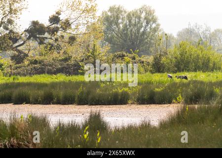 Gewöhnliche Krane. Ein Wiederansiedlungsprojekt von WWT Slimbridge sieht Wildkrane wieder in der Naturlandschaft. Stockfoto