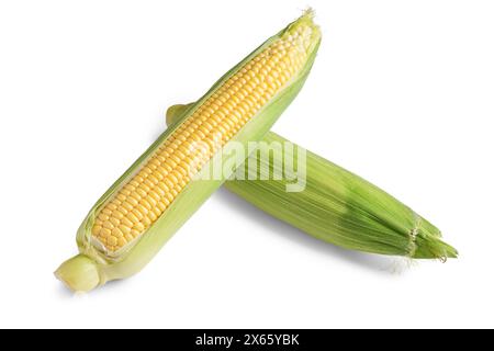 Zwei frische gelbe Ähren Mais mit grünen Blättern, isoliert auf weißem Hintergrund. Lebensmittelzutat, Designelement, Bauernhof, Ernte, Landwirtschaft. Stockfoto