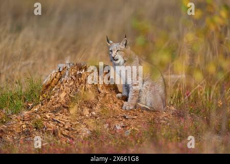 Eurasischer Luchs (Lynx Luchs), auf Baumstamm im Herbst Stockfoto