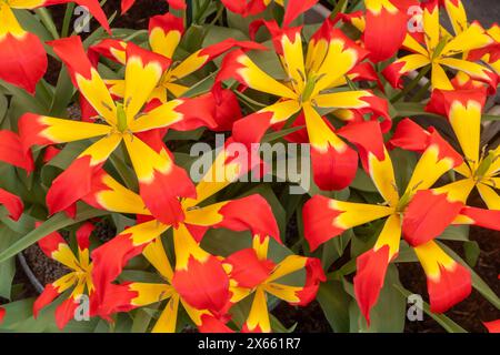 Tulpen-„Flammen“-Geheimnis, leuchtend rote und gelbe Tulpenvariante, offene Blumen Stockfoto