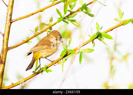 Orangenkrone (Vermivora celata), die Blumen im Baum, Lake Apopka, Florida, USA, fressen. Stockfoto