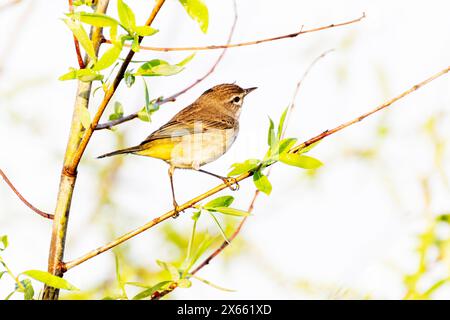 Orangenkrone (Vermivora celata) auf einem Zweig mit Blumen, Lake Apopka, Florida, USA. Stockfoto