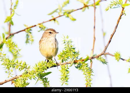 Orangenkrone (Vermivora celata) auf einem Zweig mit Blumen, Lake Apopka, Florida, USA. Stockfoto