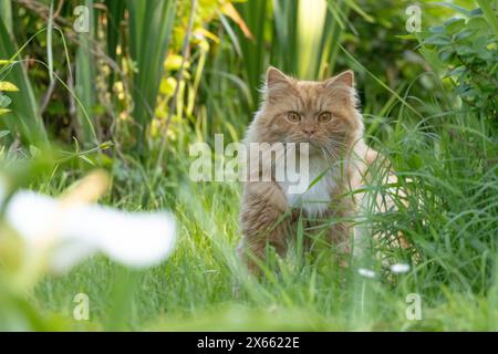 Hauskatze in einem Garten in Großbritannien. Hauskatzen sind dafür verantwortlich, jedes Jahr Millionen von Wildtieren zu töten, einschließlich Kleinsäugetiere und Vögel Stockfoto