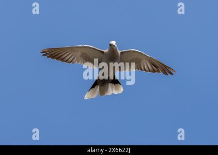 Taube mit Kragen, Streptopelia Decocto Fliegen. UK Stockfoto