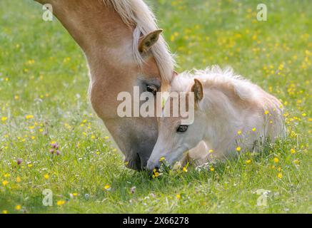 Haflinger Pferde, Stute mit Jungfohlen nebeneinander in einer grünen Graswiese mit Blumen, die Mutter wendet sich ihrem ruhenden Babypferd zu Stockfoto