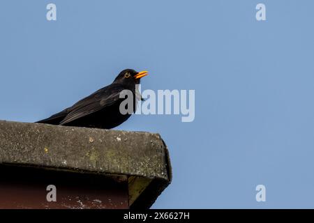 Männlicher Schwarzvogel, Turdus Merula, singend. Sussex, Großbritannien Stockfoto