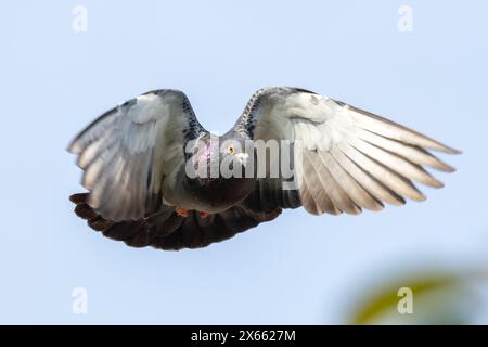Wilde Taube oder Steintaube, Columba Livia, fliegt mit ausgestreckten Flügeln. UK Stockfoto