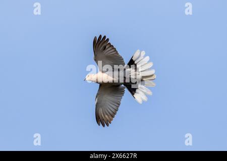 Taube mit Kragen, Streptopelia Decocto, fliegend mit ausgestreckten Flügeln. UK Stockfoto