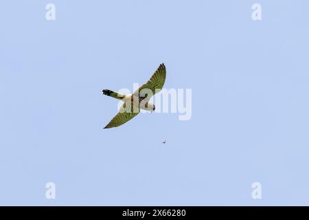 Kestrel, Falco Tinnunkulus, schwebend am Himmel. UK Stockfoto