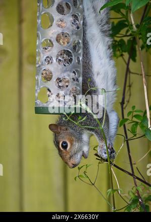 Ein graues Eichhörnchen (Sciurus carolinensis) stiehlt fettes Ballfutter von einem Gartenvogelfutter in Großbritannien Stockfoto