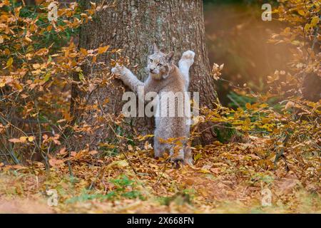 Eurasischer Luchse (Lynx Luchse), im Herbst auf Baumstamm klettern Stockfoto