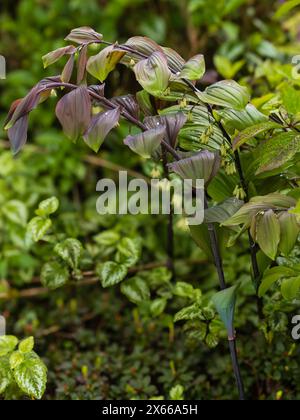 Frühlingslaub und Blüten der dunkelblättrigen Form des Salomonsiegels, Polygonatum x hybridum 'Betberg' Stockfoto