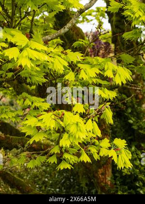 Frisches gelbes Frühlingslaub des goldenen Vollmonds Japanischer Ahorn, Acer Shirasawanum „Aureum“ Stockfoto