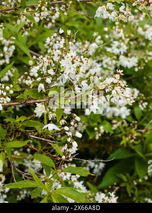 Einzelne weiße Blüten in dichten Clustern des spätfrühlingshärtigen Laubstrauchs Deutzia gracilis Stockfoto