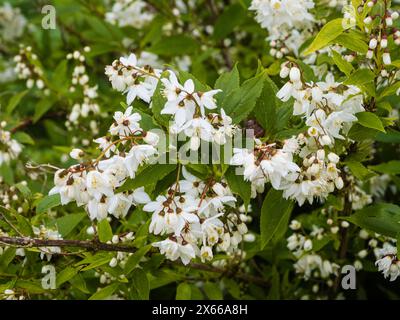 Einzelne weiße Blüten in dichten Clustern des spätfrühlingshärtigen Laubstrauchs Deutzia gracilis Stockfoto