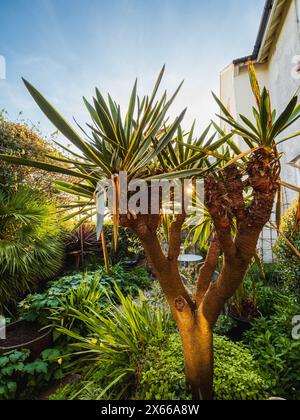 Mehrköpfige, immergrüne Yucca gloriosa „variegata“ im Abendsonnenlicht in einem exotischen Garten in Plymouth, Großbritannien Stockfoto