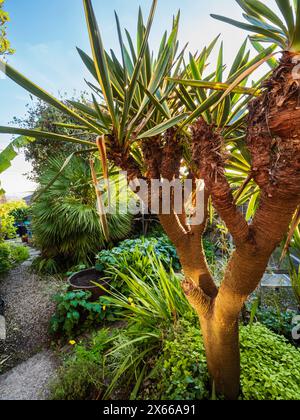 Mehrköpfige, immergrüne Yucca gloriosa „variegata“ im Abendsonnenlicht in einem exotischen Garten in Plymouth, Großbritannien Stockfoto