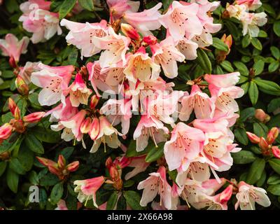 Glockenförmige rosa und weiße Frühlingsblumen des harten, kompakten immergrünen Strauches, Rhododendron „Tree Creeper“ Stockfoto