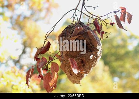 Virginia, USA, großes Papier-Wespennest, das im Baum hängt. Stockfoto