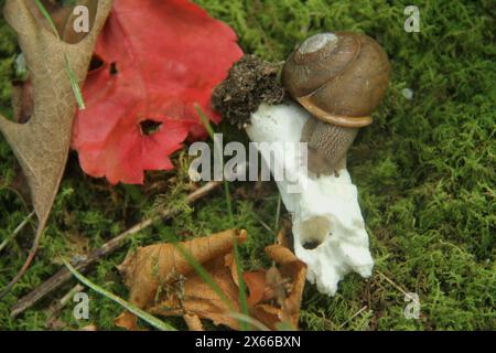 Virginia, USA, Schnecke, die sich von einem Pilz auf dem Waldboden ernährt. Stockfoto