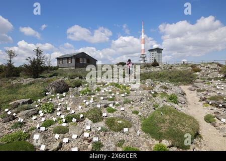 Schierke, Deutschland. Mai 2024. Besucher stehen im einzigen Alpengarten in Sachsen-Anhalt am Brocken. Der 1890 gegründete Brockengarten beginnt seine neue Saison. Es gibt täglich Führungen durch den Garten, in dem 1500 Alpenpflanzen aus allen Regionen der Welt leben. Quelle: Matthias Bein/dpa/Alamy Live News Stockfoto