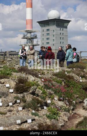 Schierke, Deutschland. Mai 2024. Besucher stehen im einzigen Alpengarten in Sachsen-Anhalt am Brocken. Der 1890 gegründete Brockengarten beginnt seine neue Saison. Es gibt täglich Führungen durch den Garten, in dem 1500 Alpenpflanzen aus allen Regionen der Welt leben. Quelle: Matthias Bein/dpa/Alamy Live News Stockfoto