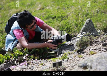 Schierke, Deutschland. Mai 2024. Ein Besucher macht ein Foto von einer Brockenanemone im einzigen Almgarten Sachsen-Anhalts am Brocken. Der 1890 gegründete Brockengarten beginnt seine neue Saison. Es gibt täglich Führungen durch den Garten, in dem 1500 Alpenpflanzen aus allen Regionen der Welt leben. Quelle: Matthias Bein/dpa/Alamy Live News Stockfoto