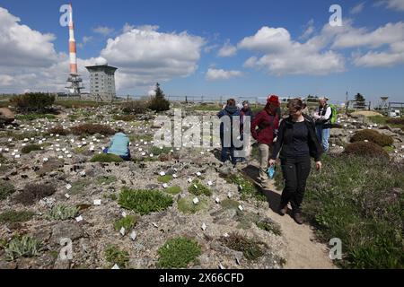 Schierke, Deutschland. Mai 2024. Besucher stehen im einzigen Alpengarten in Sachsen-Anhalt am Brocken. Der 1890 gegründete Brockengarten beginnt seine neue Saison. Es gibt täglich Führungen durch den Garten, in dem 1500 Alpenpflanzen aus allen Regionen der Welt leben. Quelle: Matthias Bein/dpa/Alamy Live News Stockfoto