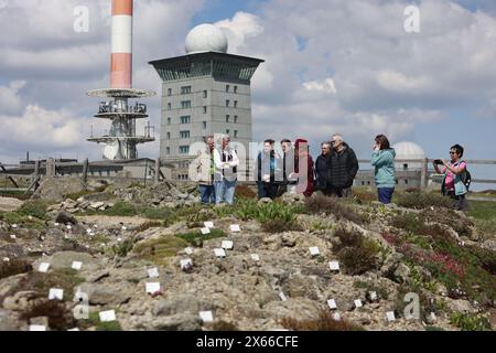 Schierke, Deutschland. Mai 2024. Besucher stehen im einzigen Alpengarten in Sachsen-Anhalt am Brocken. Der 1890 gegründete Brockengarten beginnt seine neue Saison. Es gibt täglich Führungen durch den Garten, in dem 1500 Alpenpflanzen aus allen Regionen der Welt leben. Quelle: Matthias Bein/dpa/Alamy Live News Stockfoto