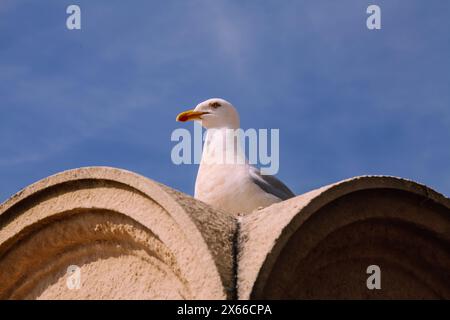 Eine Möwe, die auf einem Brunnen in St. Leonard an der Seepromenade thront, Hastings, East Sussex, England, Großbritannien, 2024, tagsüber Stockfoto