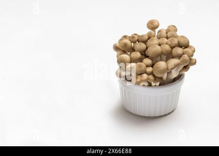 Weiße und broun Shimeji-Pilze in Keramikschalen. Weißer Hintergrund. Draufsicht Stockfoto