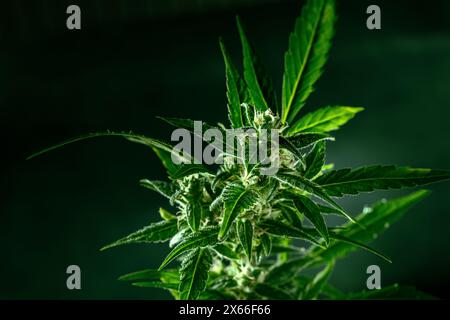 Cannabispflanze mit grünen Blättern und weißen Blüten, mit Trichomen, mit gelben Stigmen, fast bereit für die Ernte Stockfoto