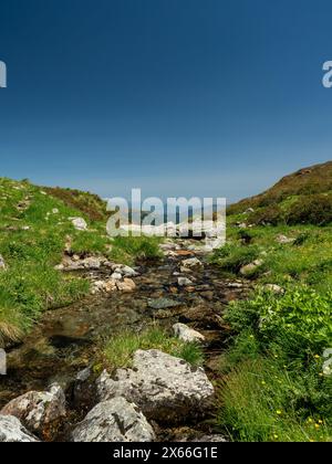 Ein Wasserstrom fließt durch ein felsiges Gebiet mit Gras und Blumen. Das Wasser ist klar und das Gras ist üppig und grün. Stockfoto