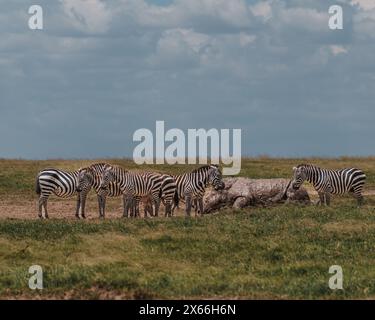 Zebras sammeln sich am Wasserloch im ausgedehnten kenianischen Grasland. Stockfoto