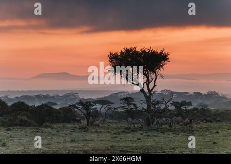 Zebras unter dem feurigen Sonnenuntergang in Masai Mara Stockfoto