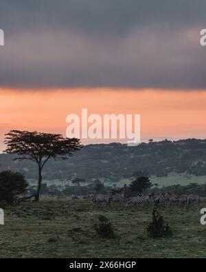 Zebras unter dem feurigen Sonnenuntergang in Masai Mara Stockfoto